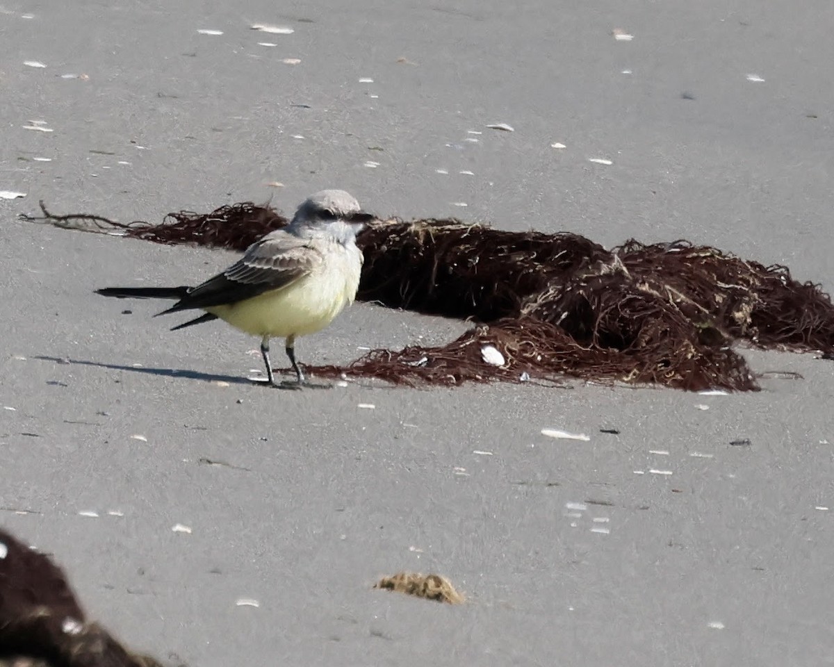 Western Kingbird - ML622188889