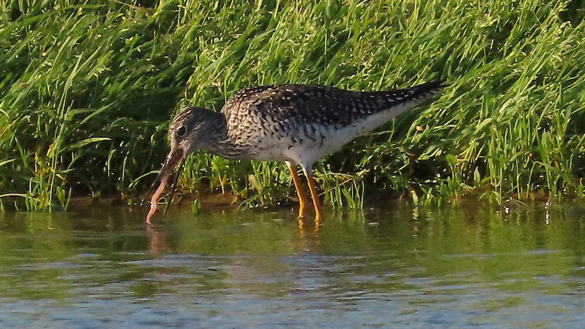 Greater Yellowlegs - ML622188890