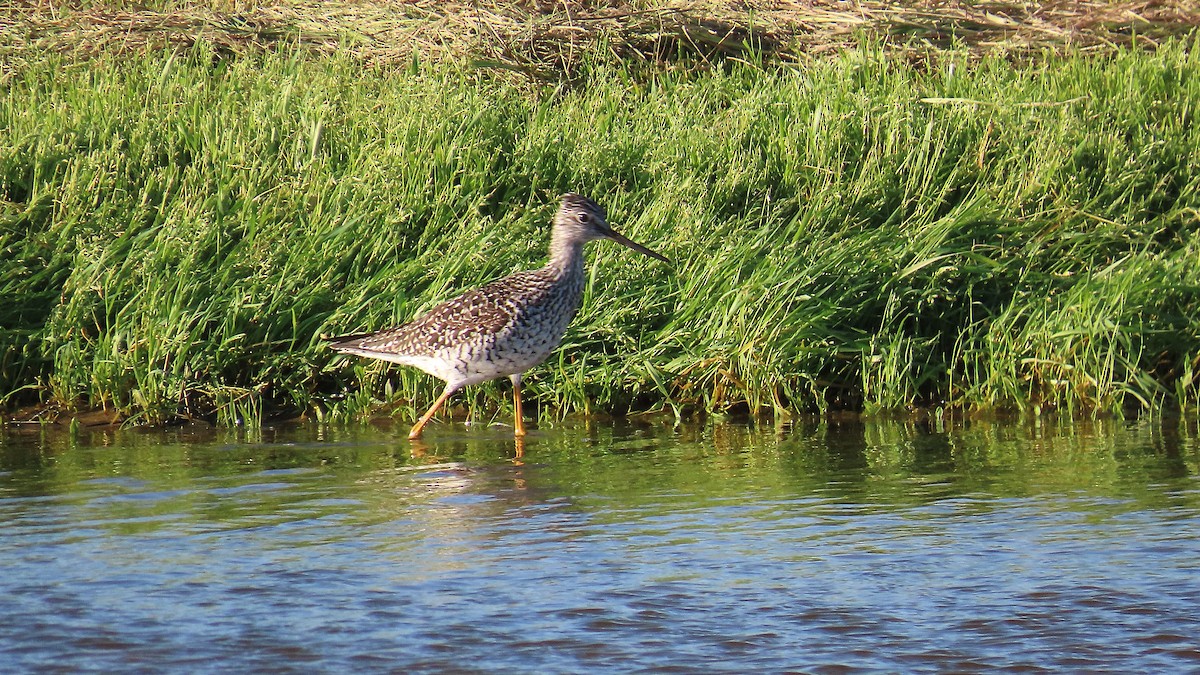 Greater Yellowlegs - ML622188891