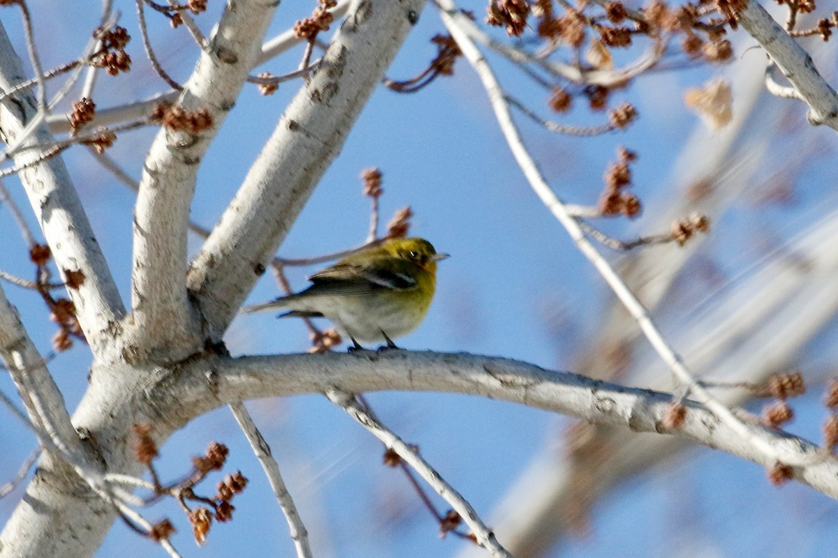 Pine Warbler - ML622188893