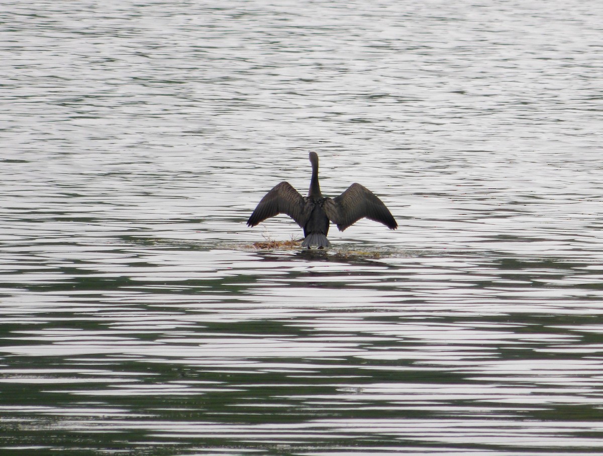 Double-crested Cormorant - Cindy Grimes