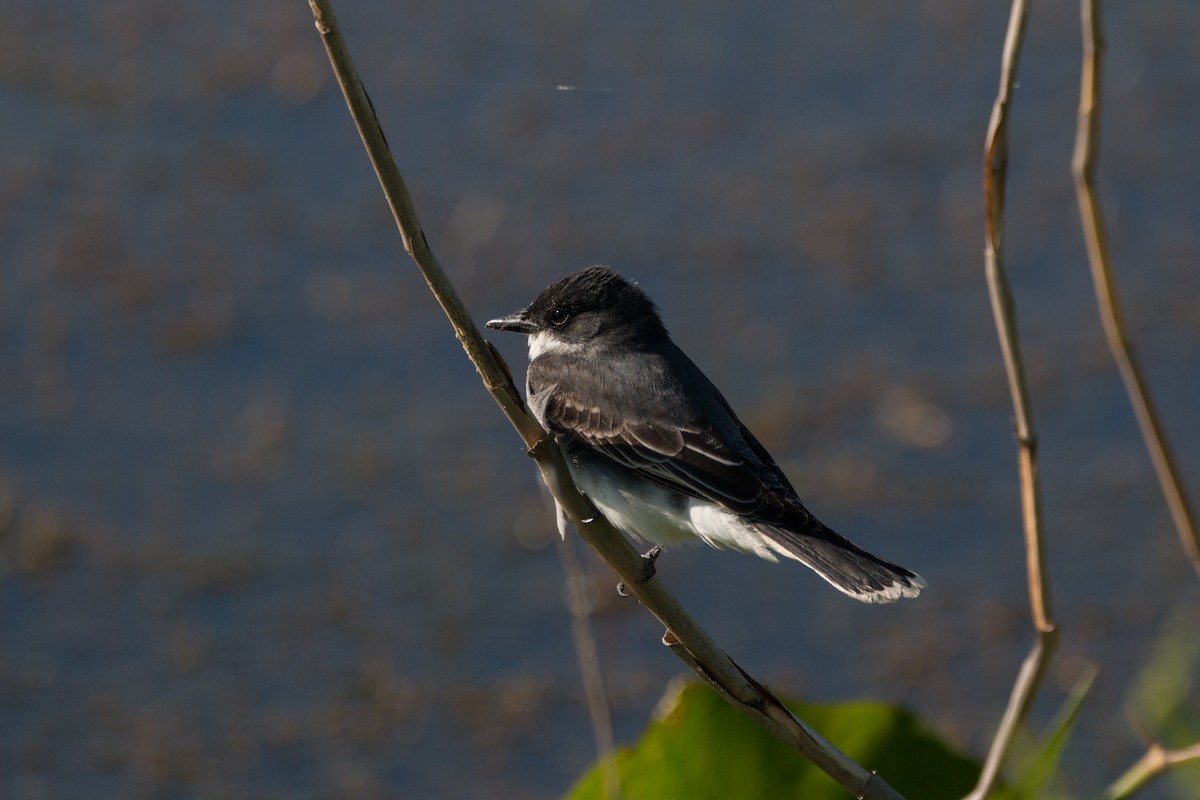 Eastern Kingbird - ML622188957