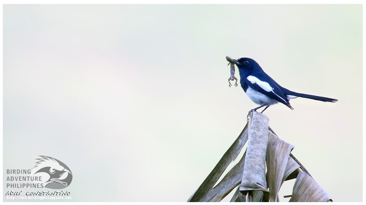 Philippine Magpie-Robin - ML622188982
