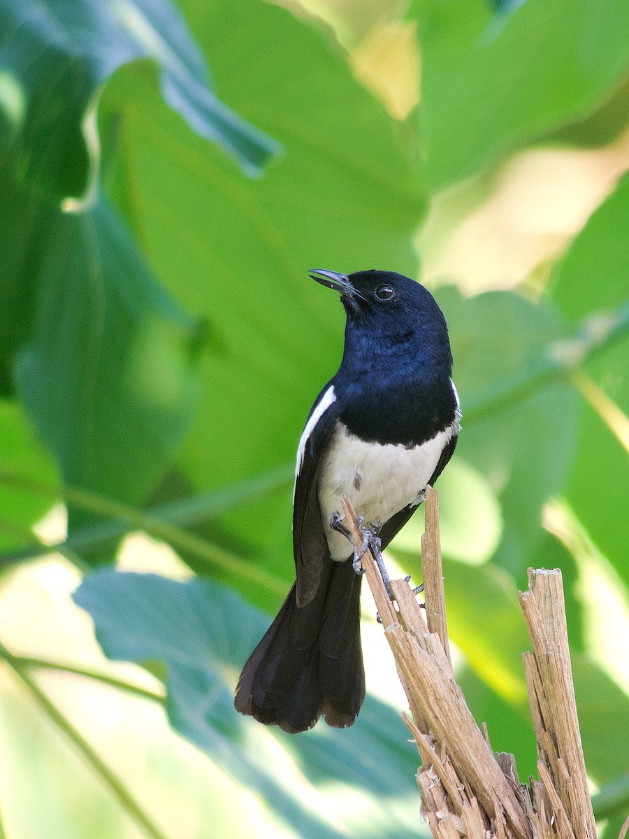 Philippine Magpie-Robin - ML622189011