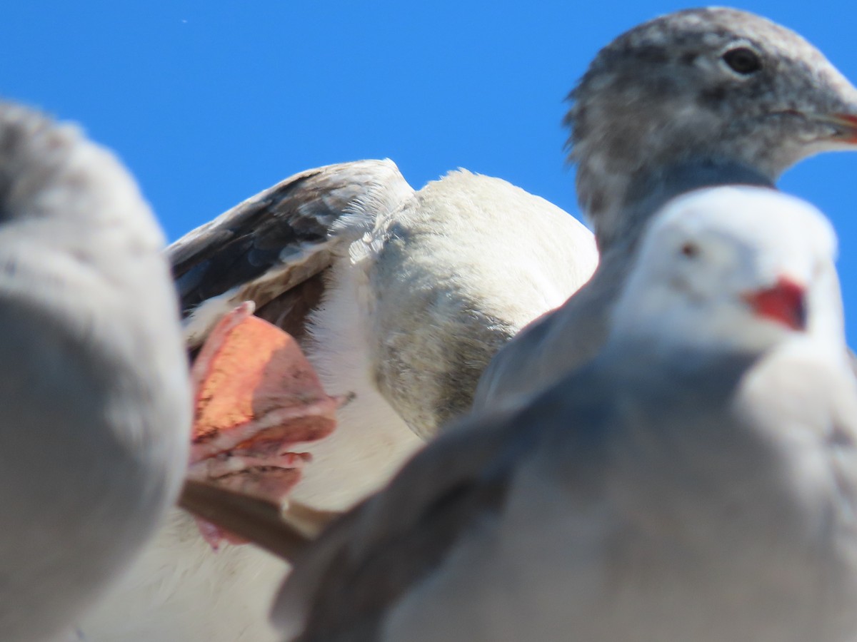 Red-footed Booby - ML622189012