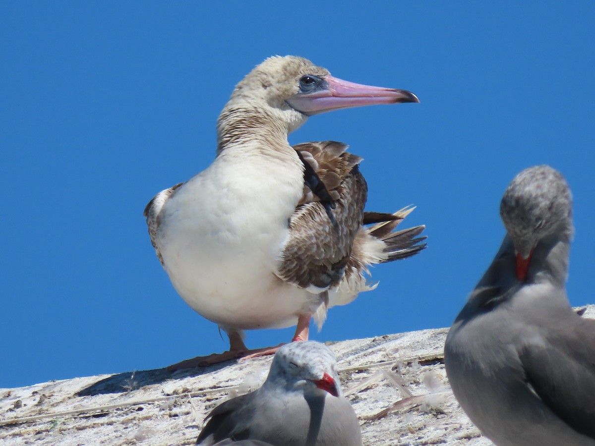 Red-footed Booby - ML622189013