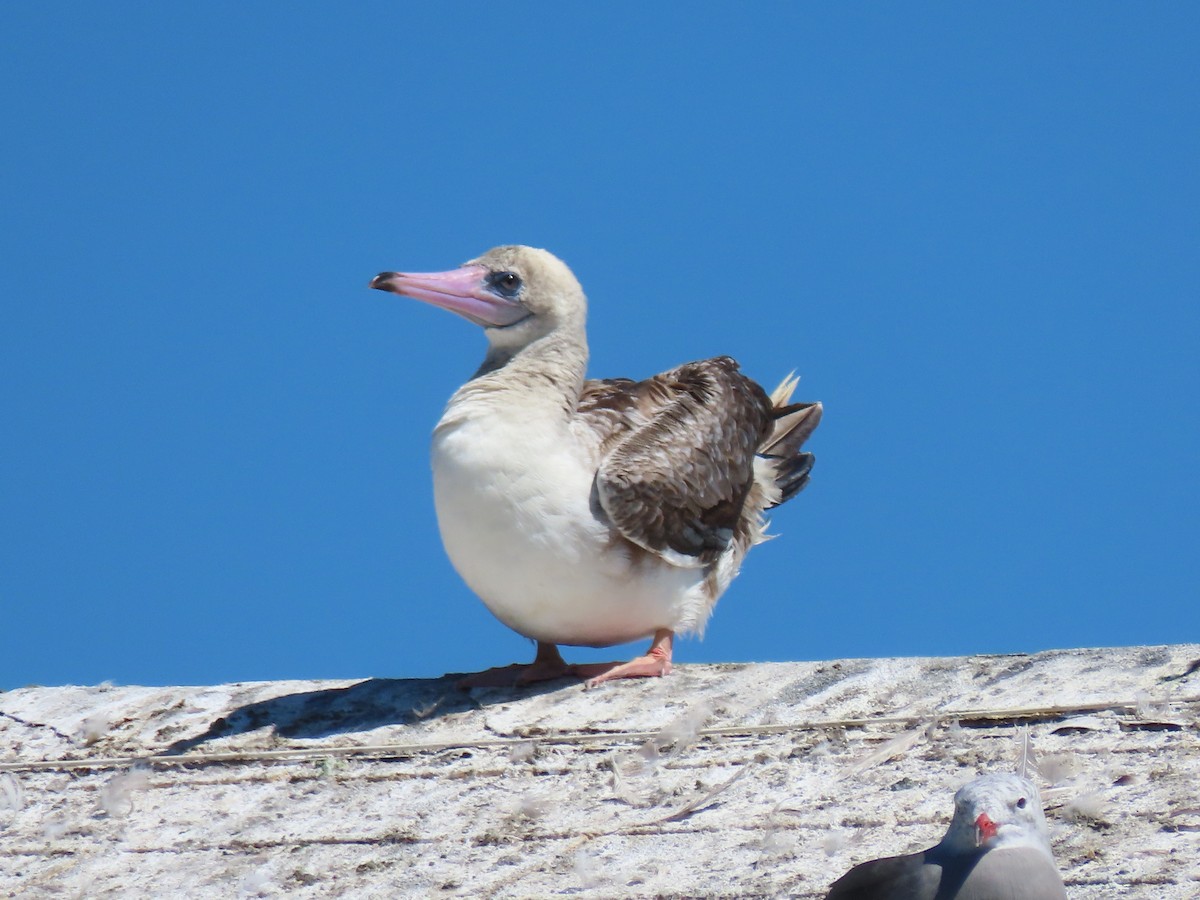Red-footed Booby - ML622189014