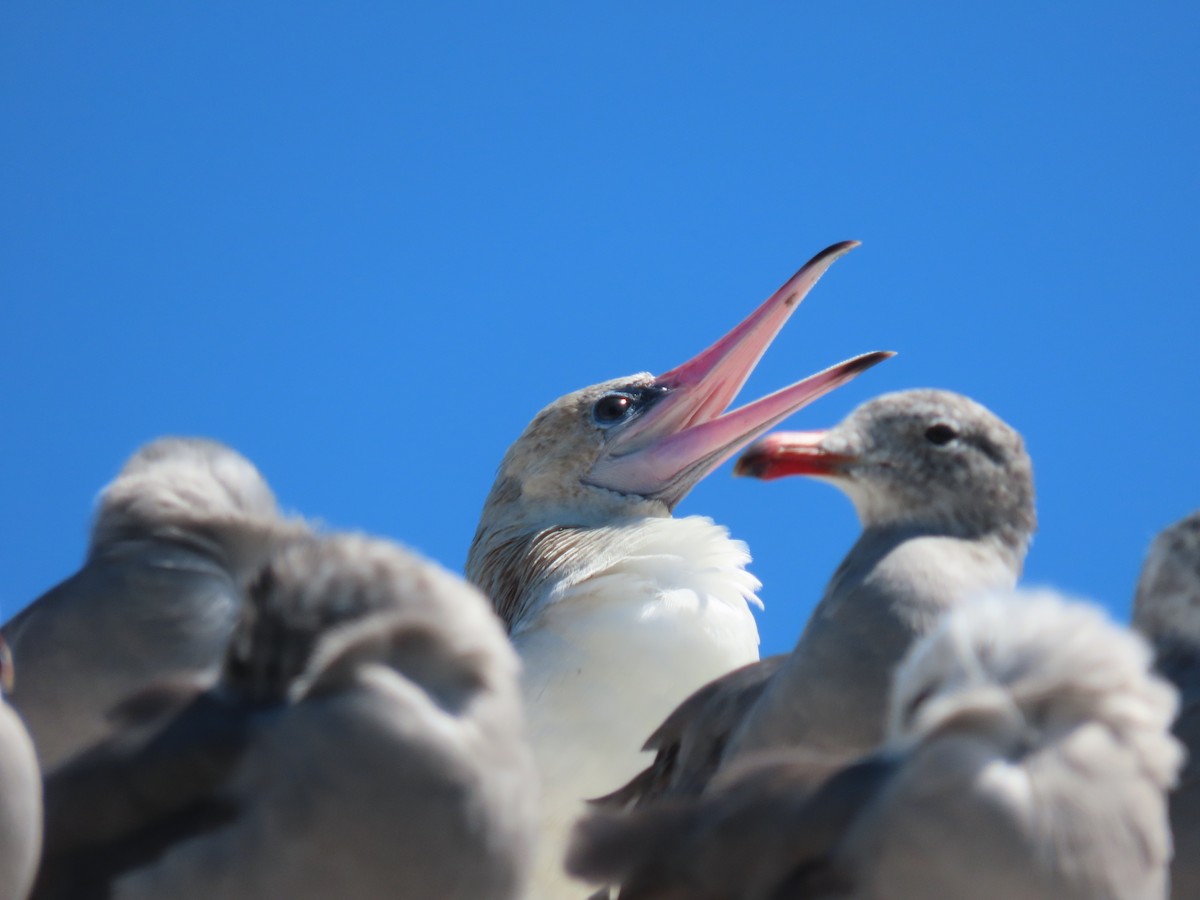 Red-footed Booby - ML622189015