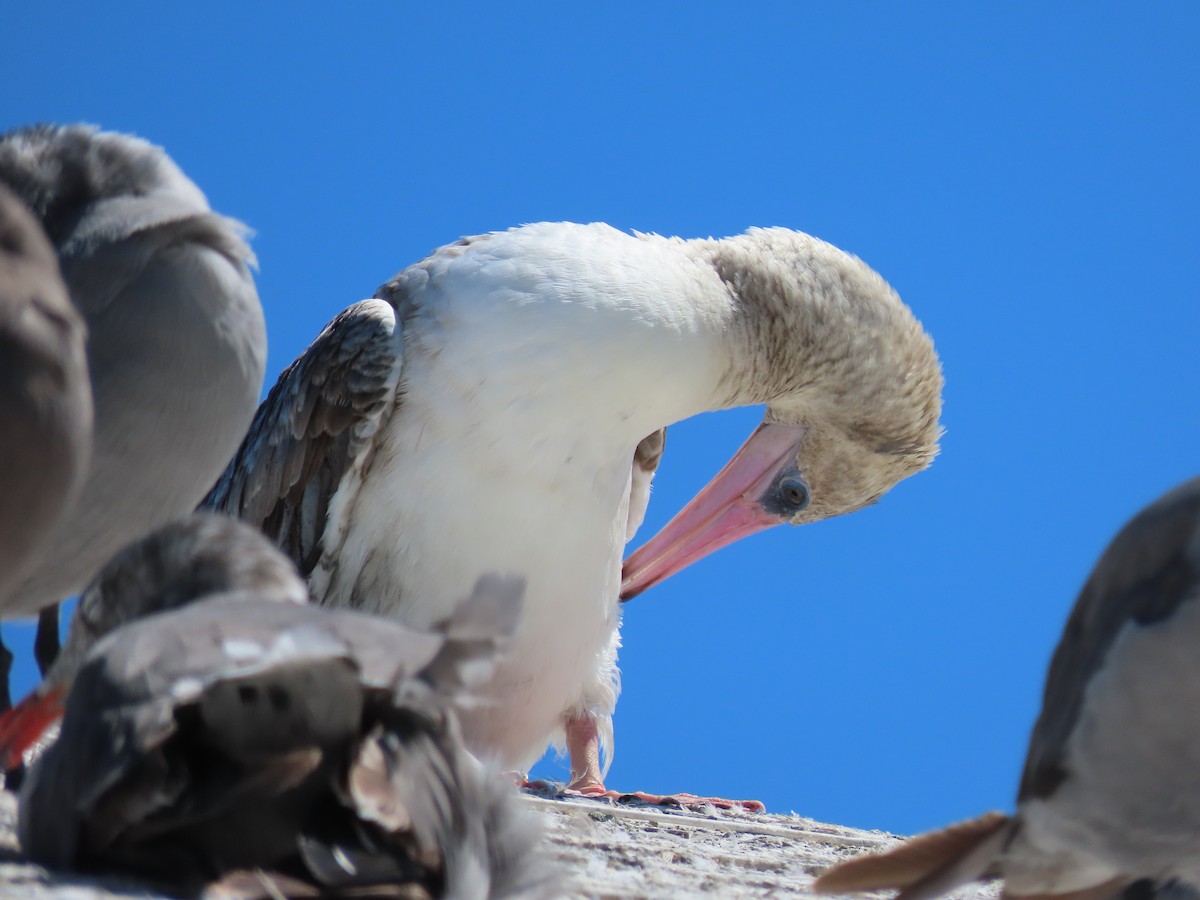 Red-footed Booby - ML622189016