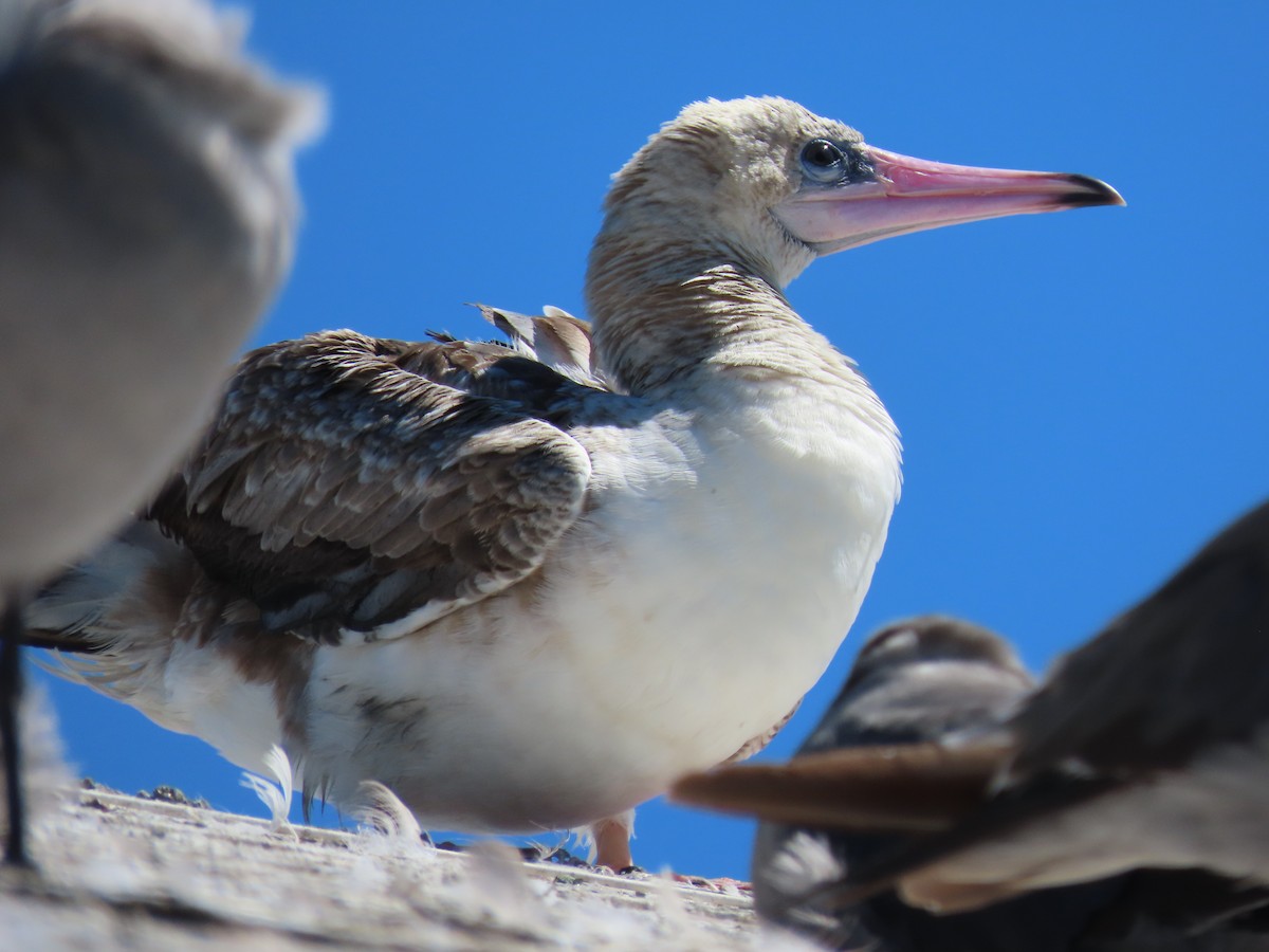 Red-footed Booby - ML622189017