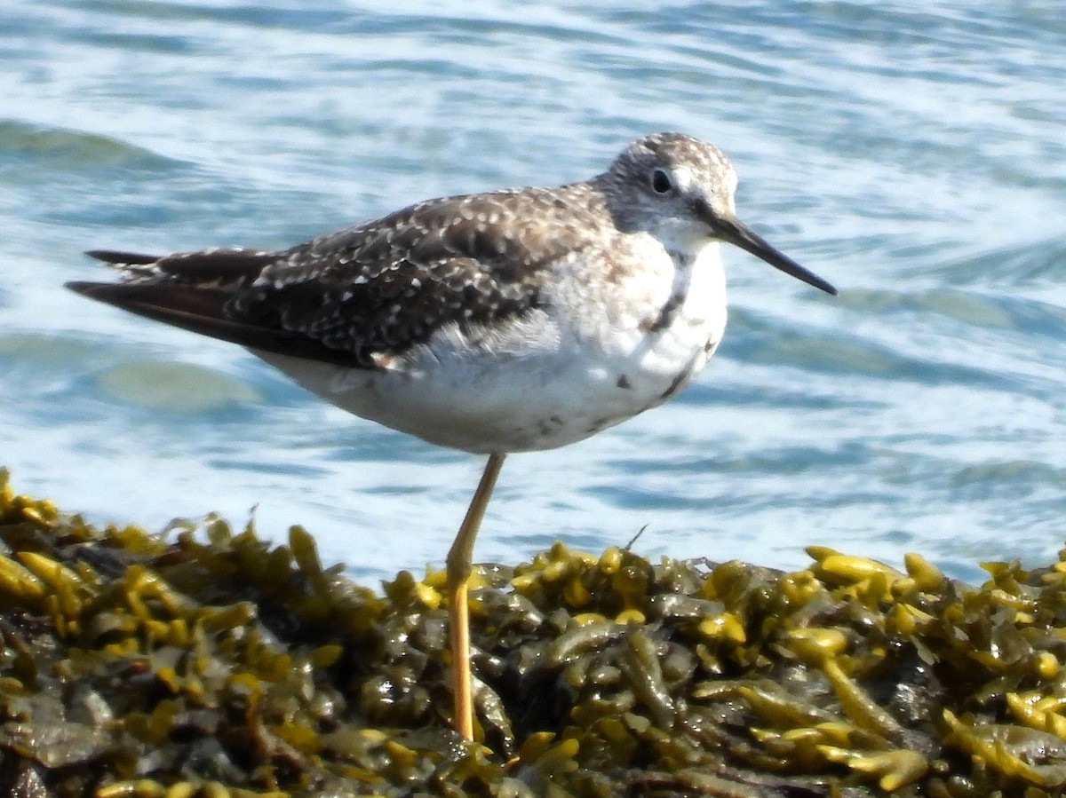 Kuliska hankahori handia - ML622189136