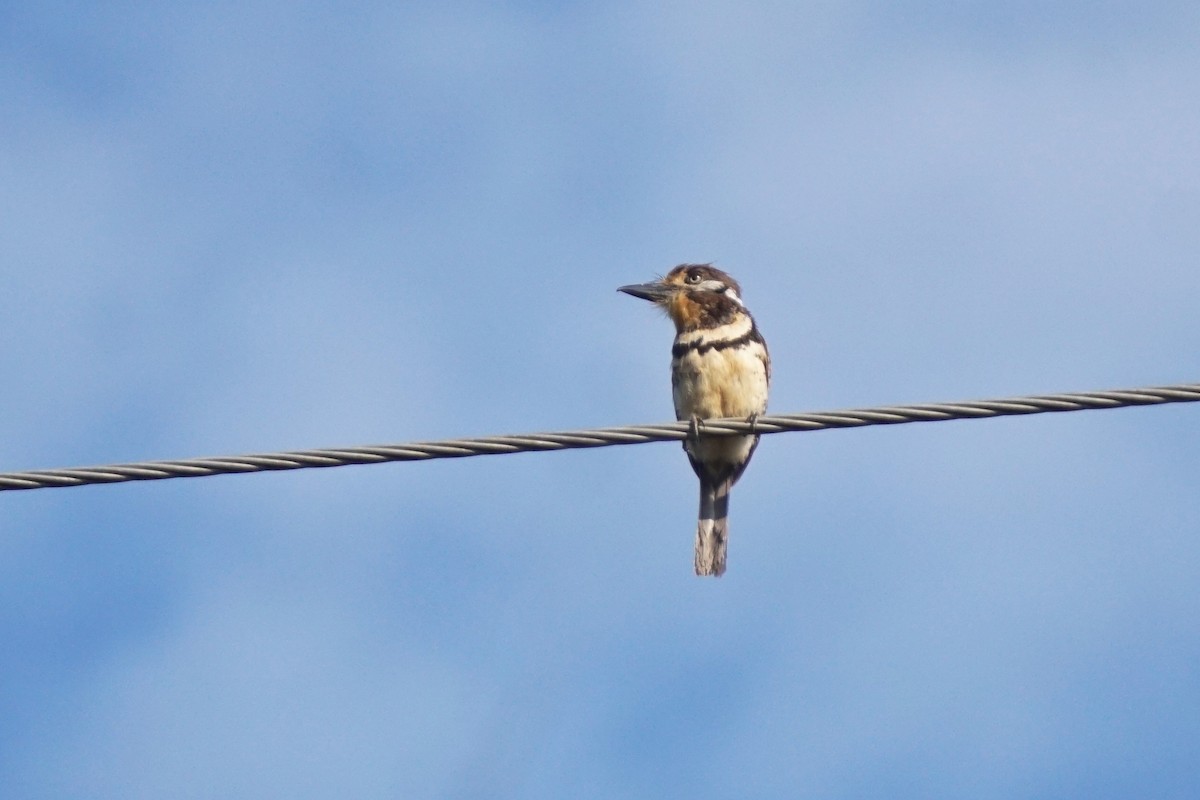 Russet-throated/Two-banded Puffbird - ML622189141