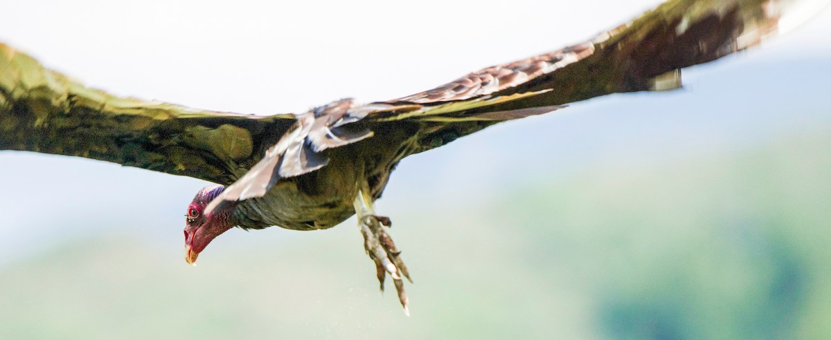 Turkey Vulture - ML622189144