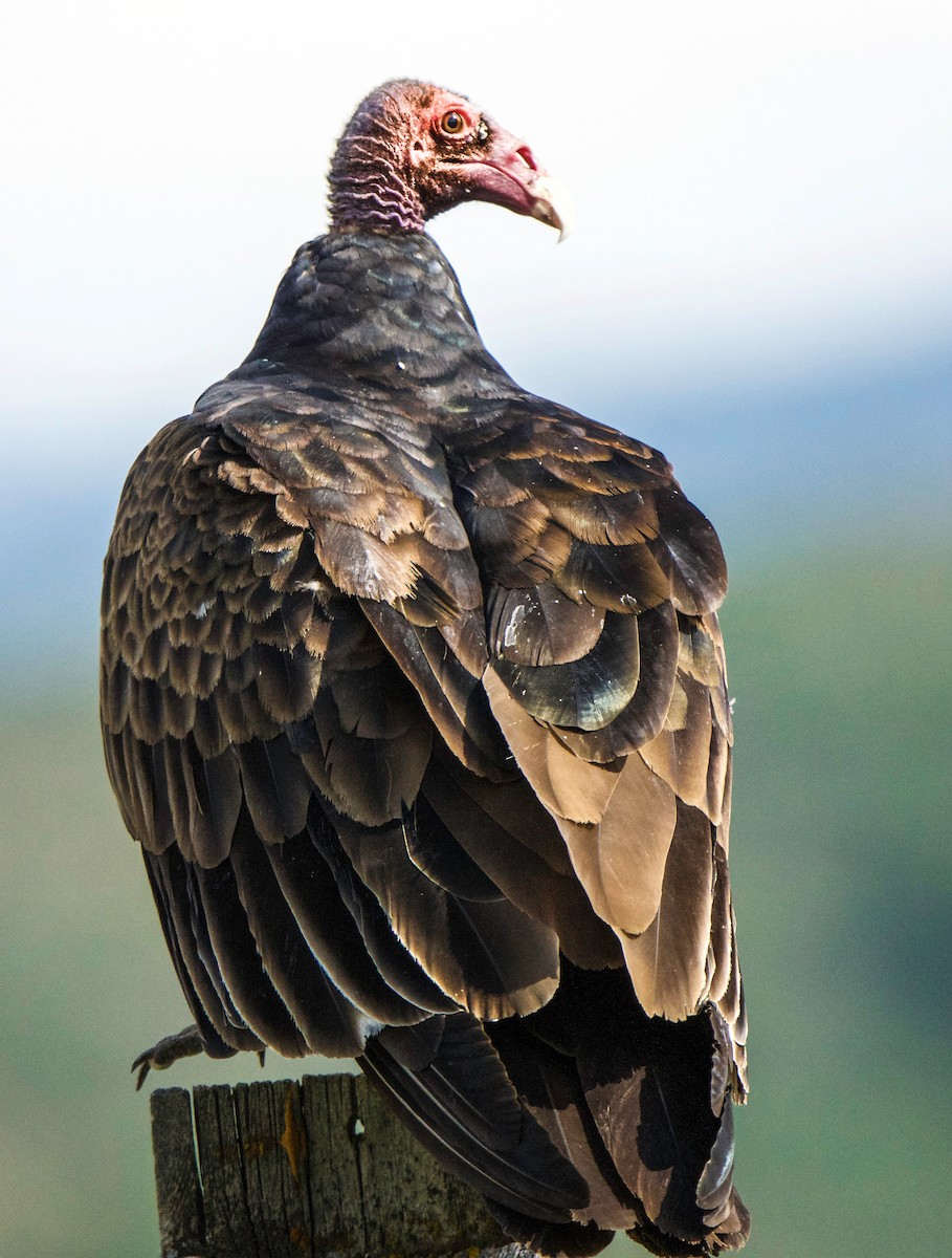 Turkey Vulture - ML622189146