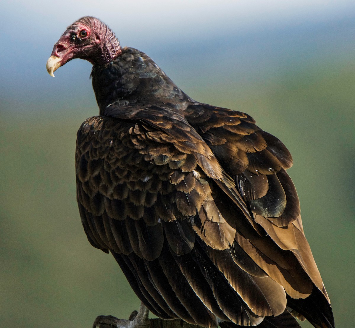 Turkey Vulture - ML622189156