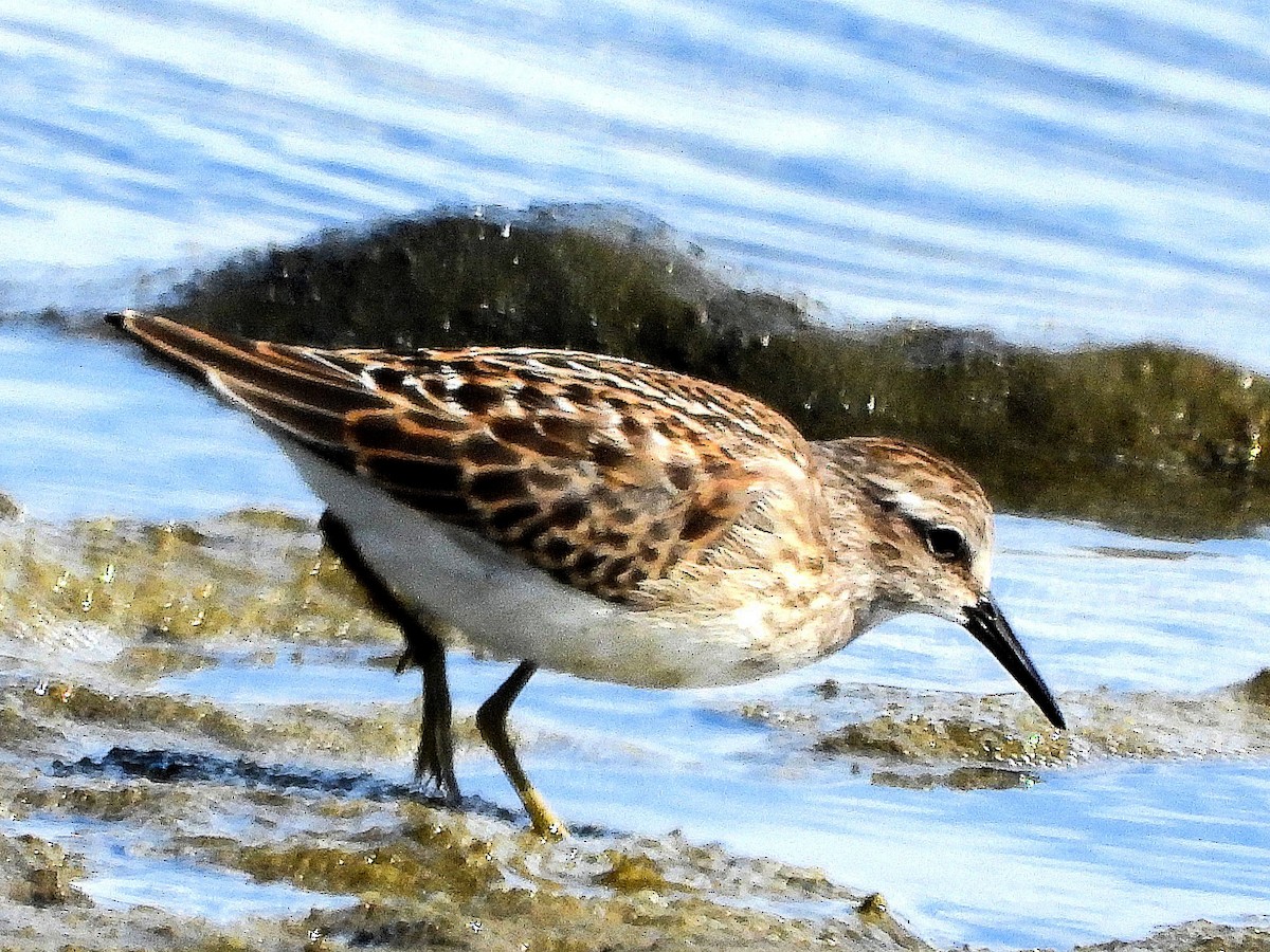 Txirri nanoa - ML622189158