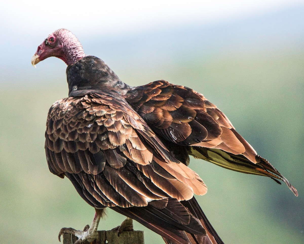 Turkey Vulture - ML622189163