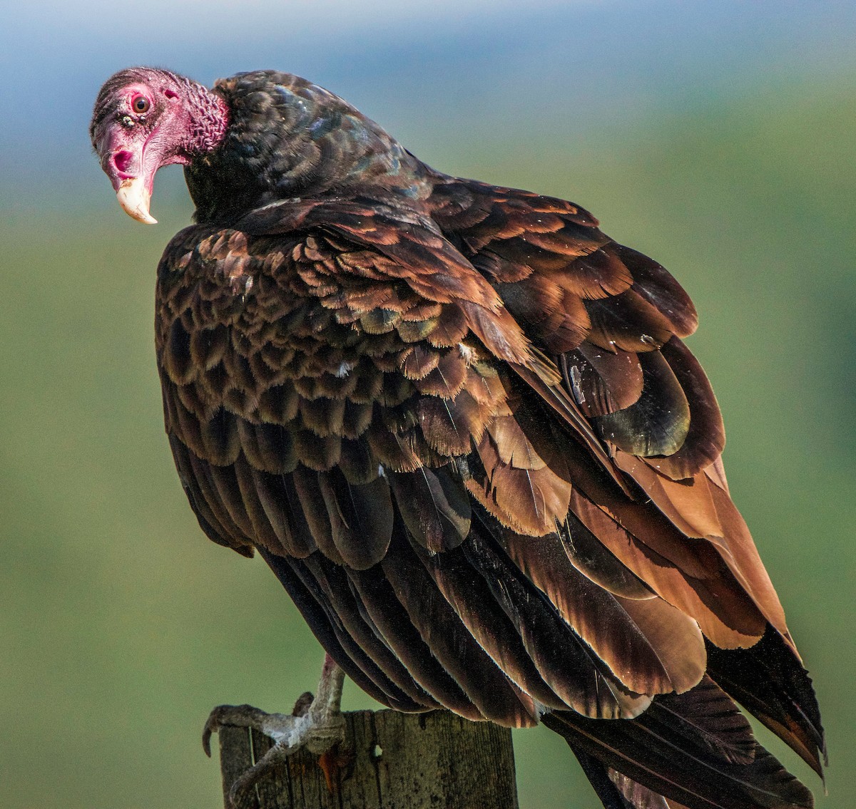 Turkey Vulture - ML622189164