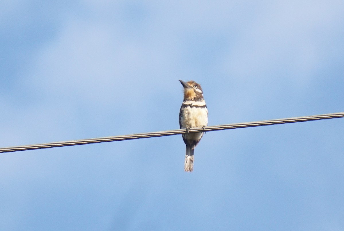 Russet-throated/Two-banded Puffbird - ML622189171
