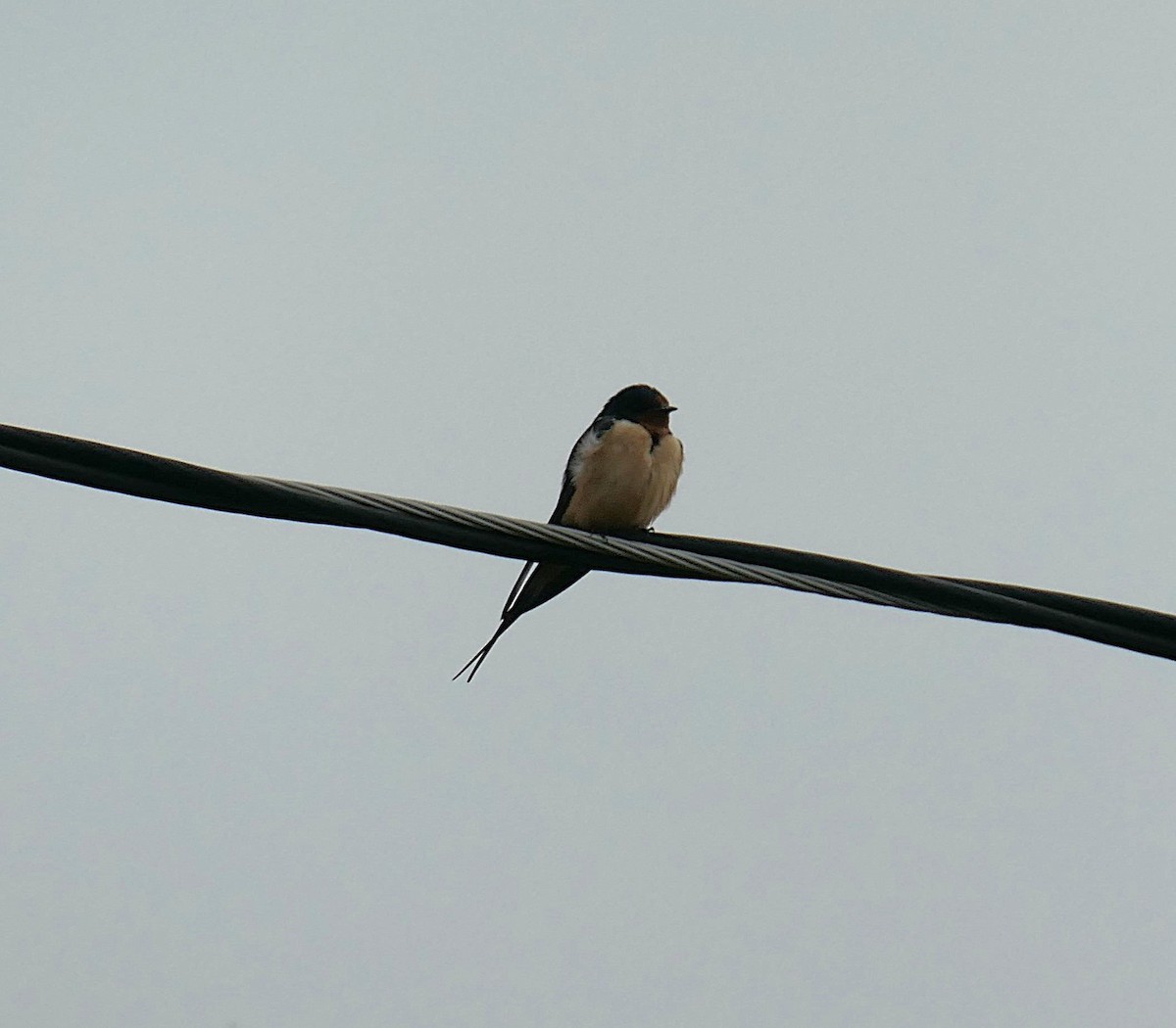 Barn Swallow - ML622189224