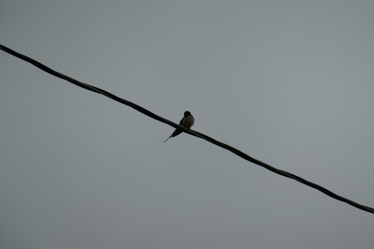 Barn Swallow - ML622189225