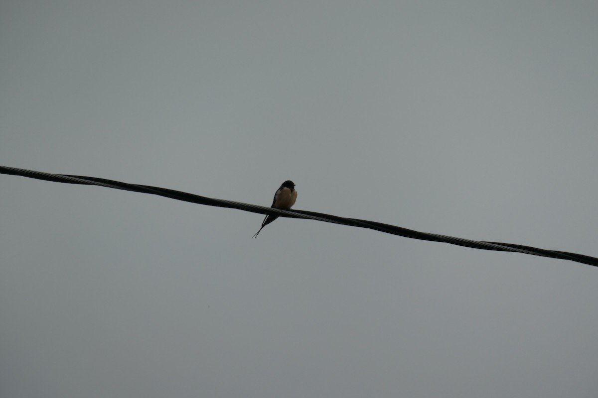 Barn Swallow - ML622189226