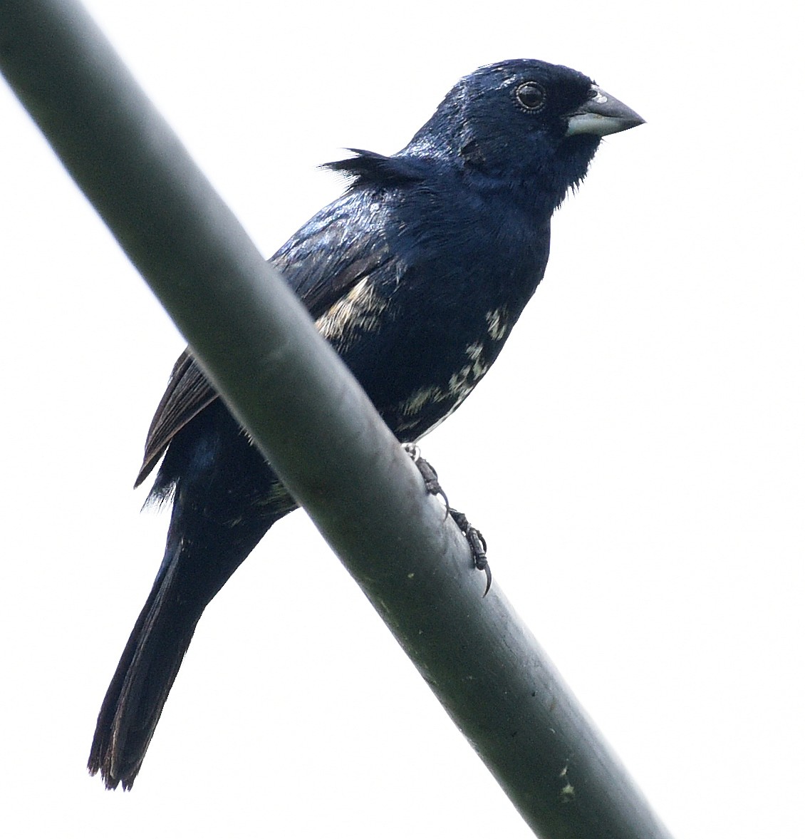 Jacarini noir - ML622189295