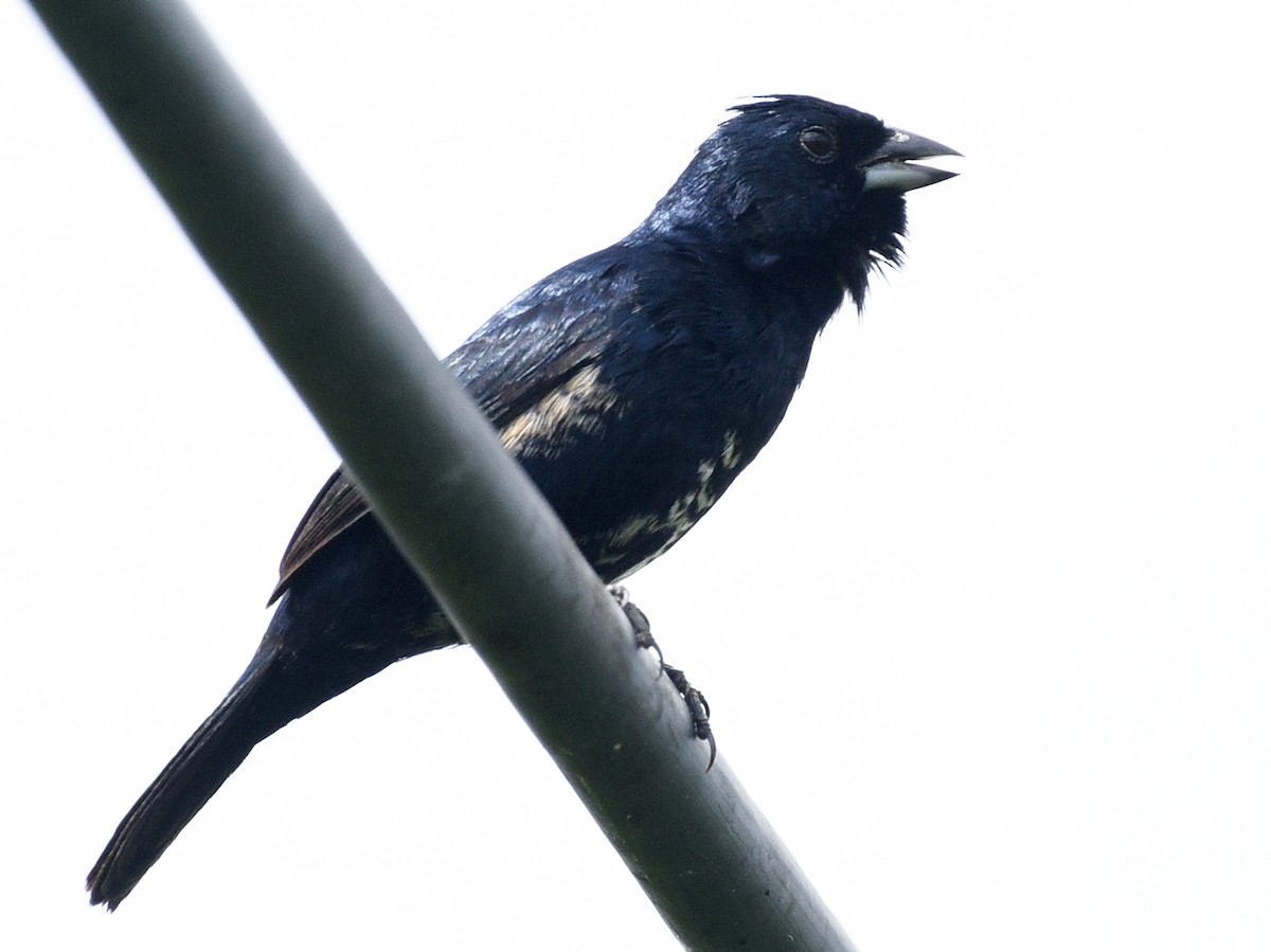 Blue-black Grassquit - ML622189296