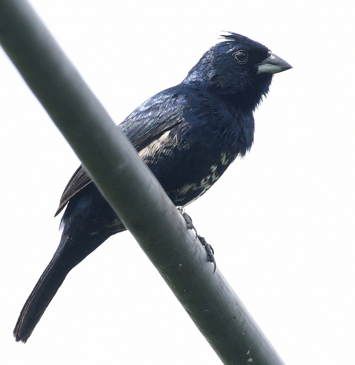 Blue-black Grassquit - ML622189297