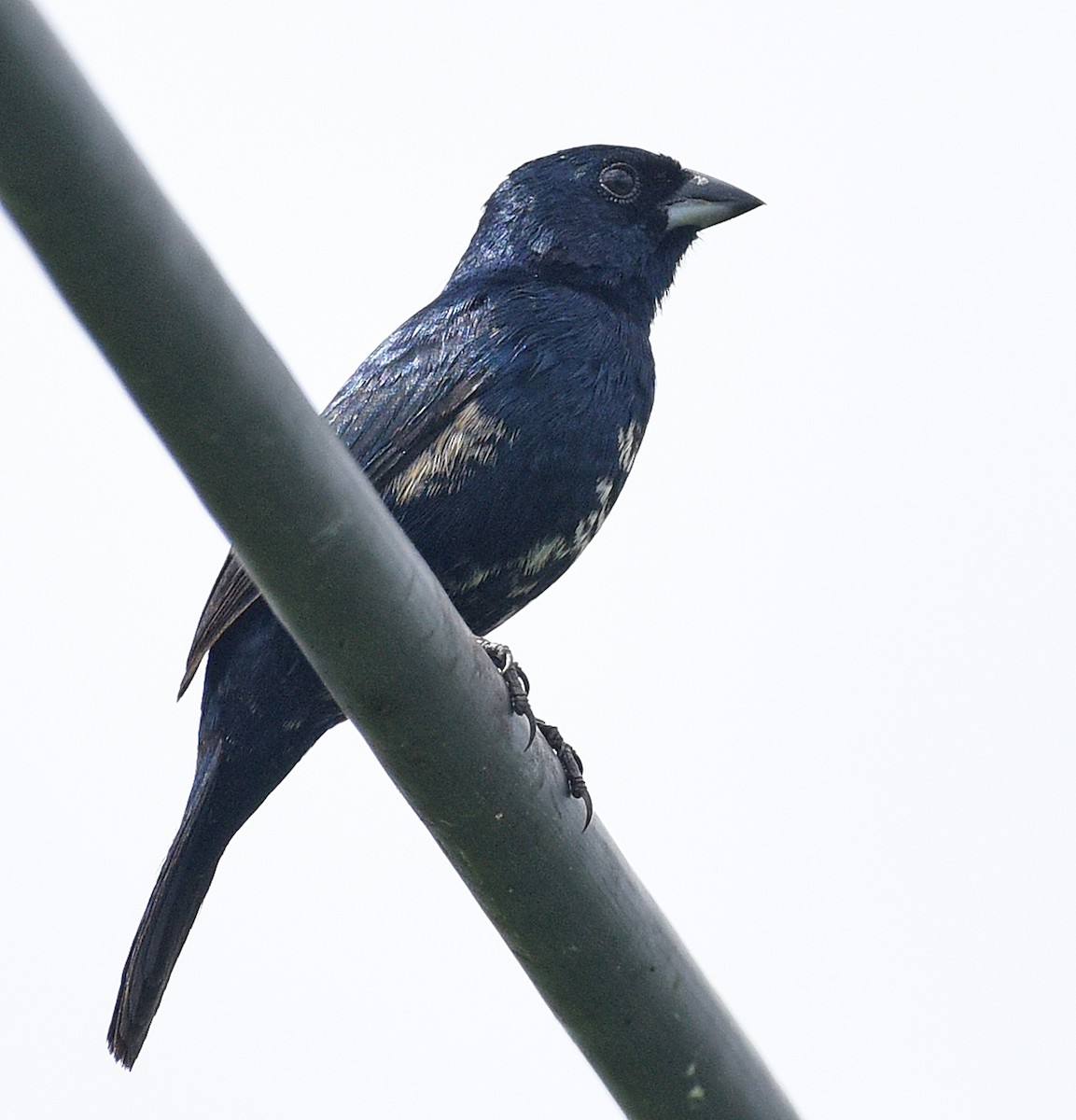 Blue-black Grassquit - ML622189298