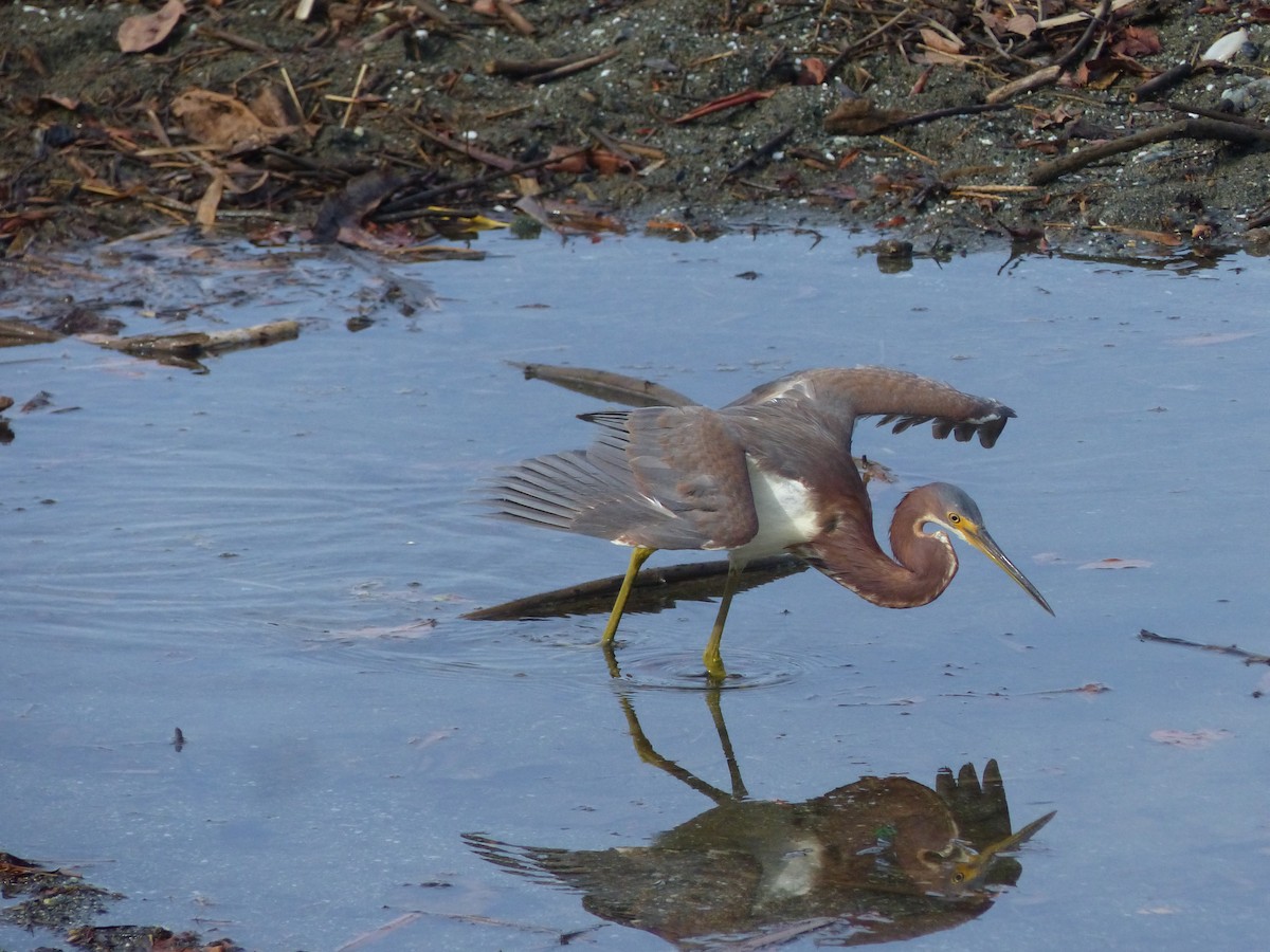 Tricolored Heron - Alex Ennis