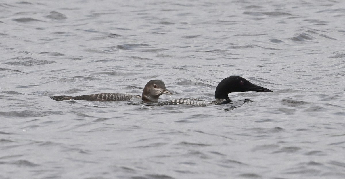 Common Loon - ML622189354