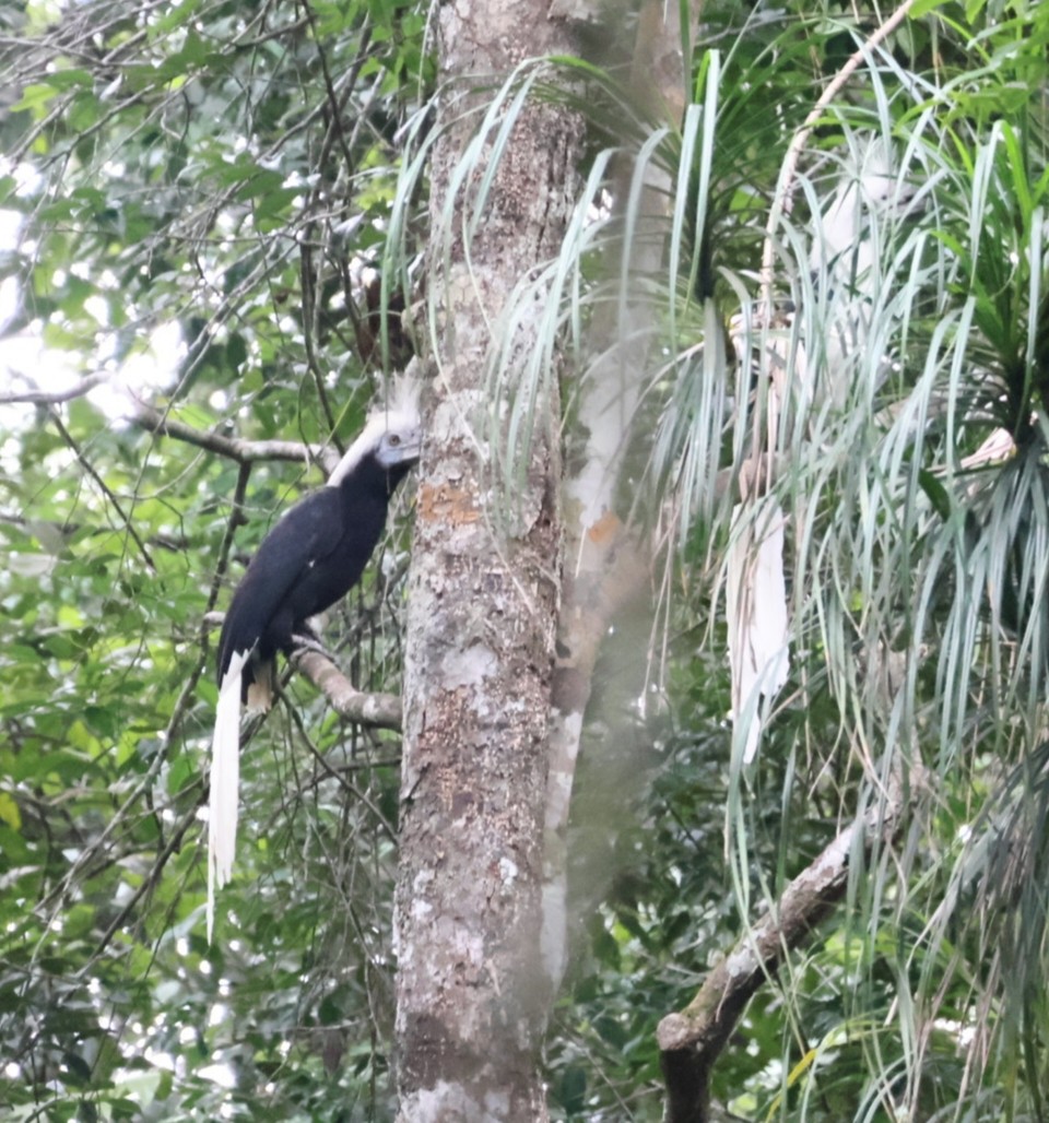 White-crowned Hornbill - ML622189355