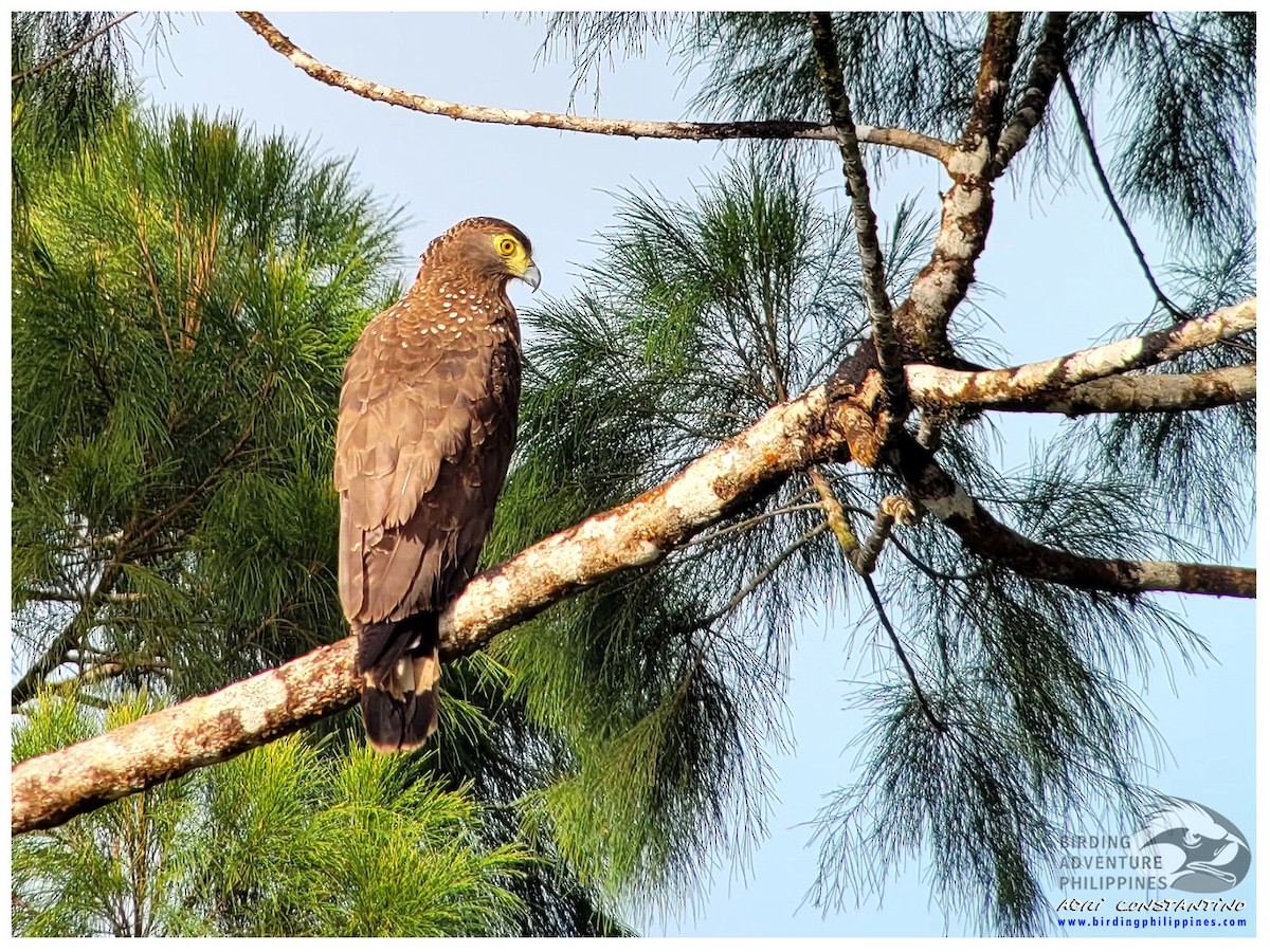 Philippine Serpent-Eagle - ML622189366