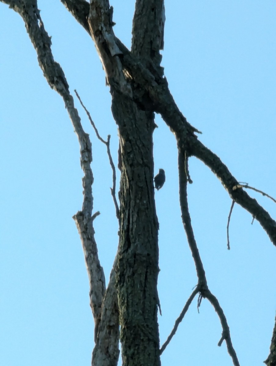 nuthatch sp. - ML622189473