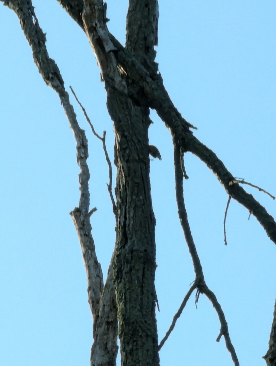 nuthatch sp. - ML622189474