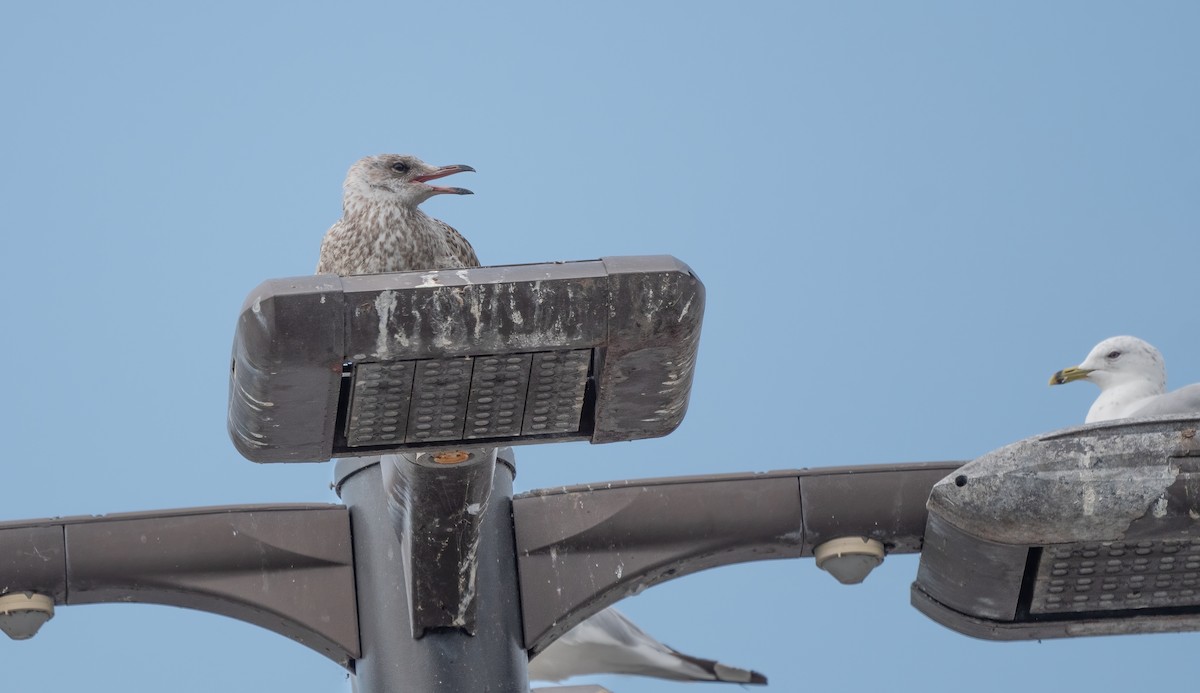 Ring-billed Gull - ML622189485