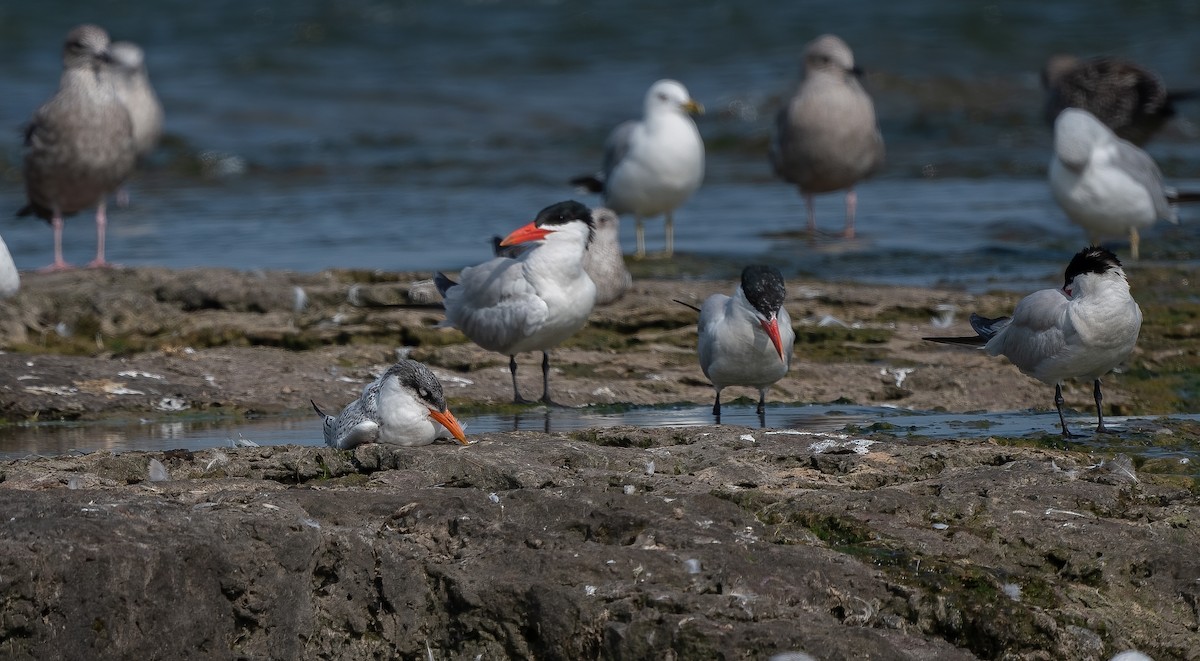 Caspian Tern - ML622189490