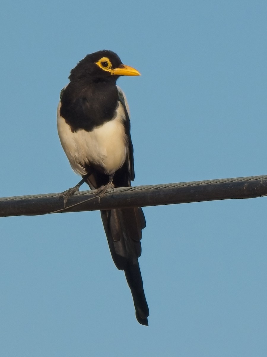 Yellow-billed Magpie - ML622189577