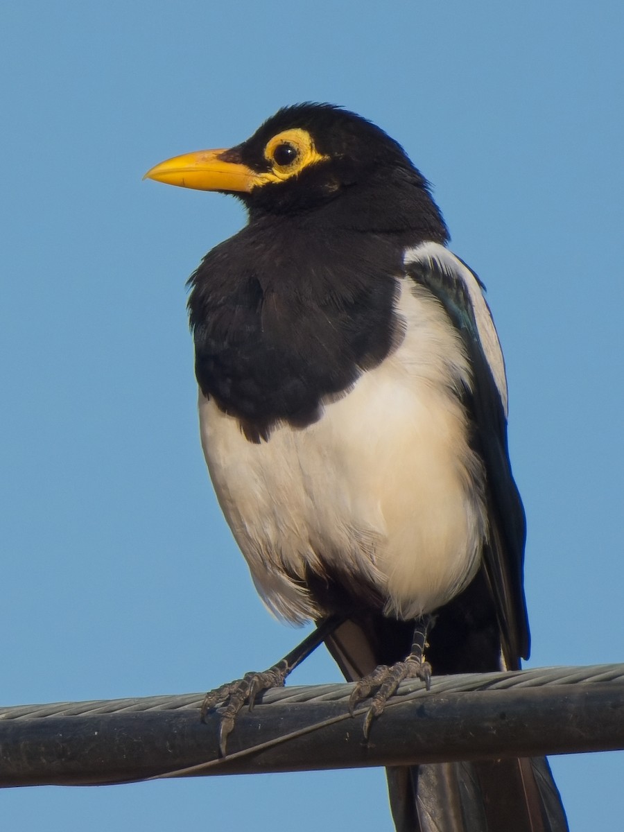 Yellow-billed Magpie - ML622189579