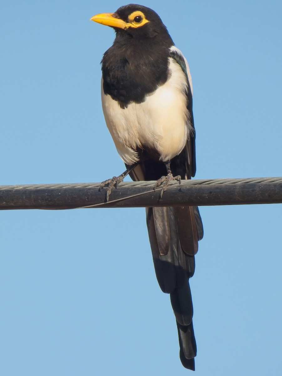 Yellow-billed Magpie - ML622189580