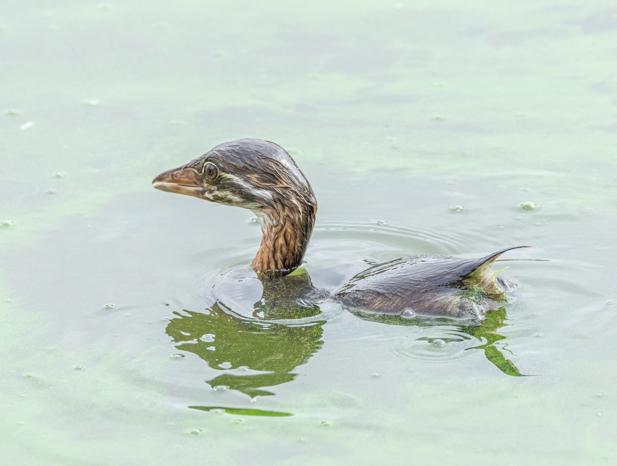 Pied-billed Grebe - ML622189585