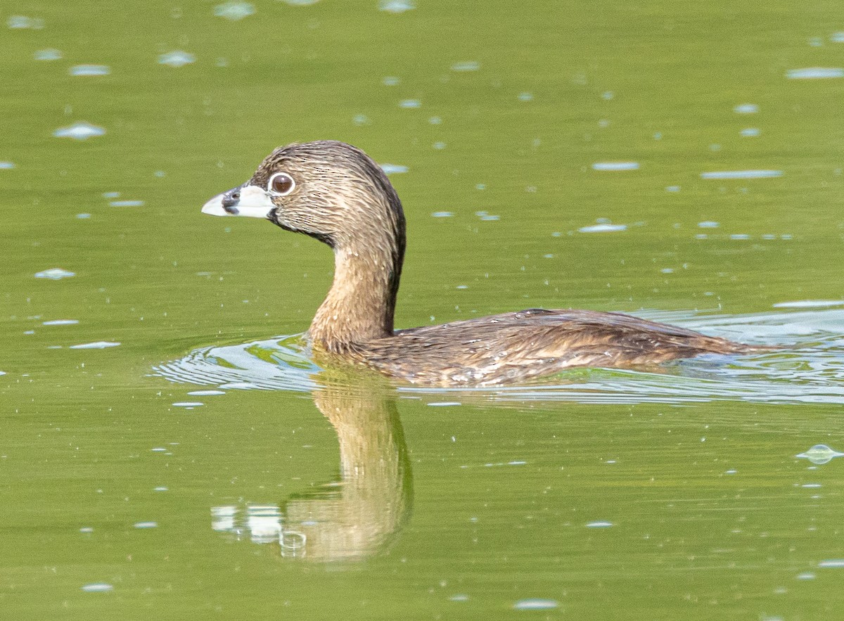 Pied-billed Grebe - ML622189591