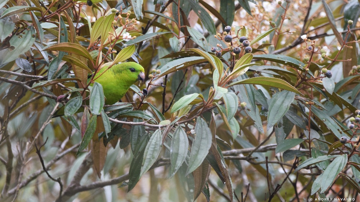 Barred Parakeet - ML622189615