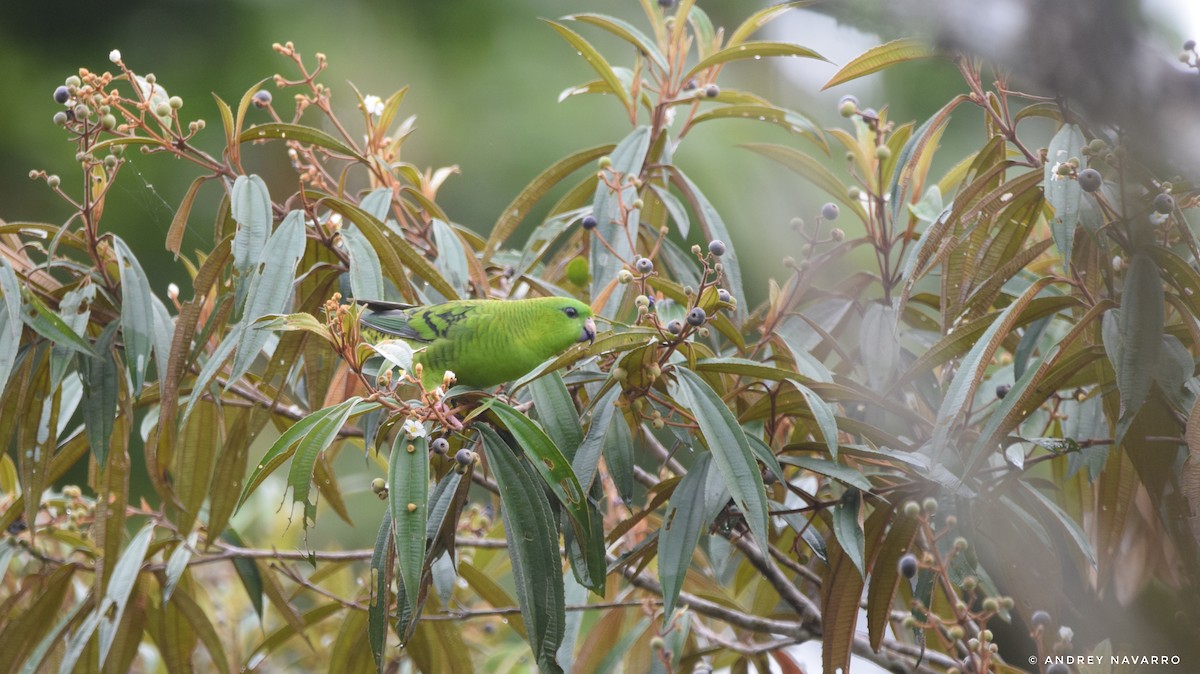 Barred Parakeet - ML622189616