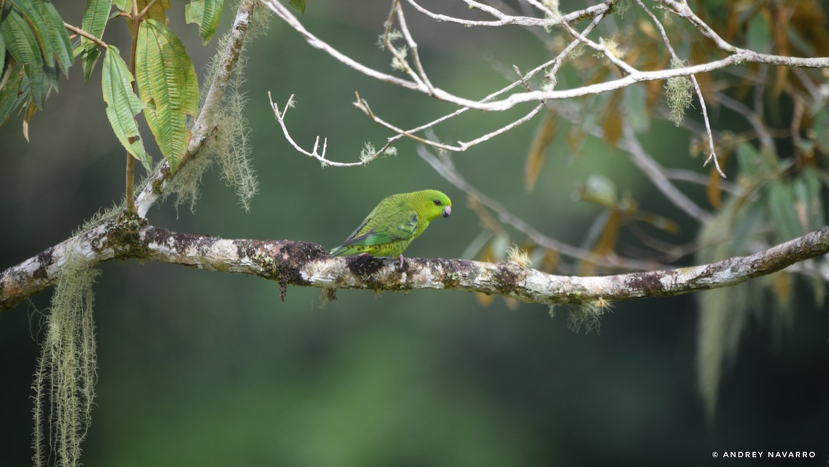 Barred Parakeet - ML622189617