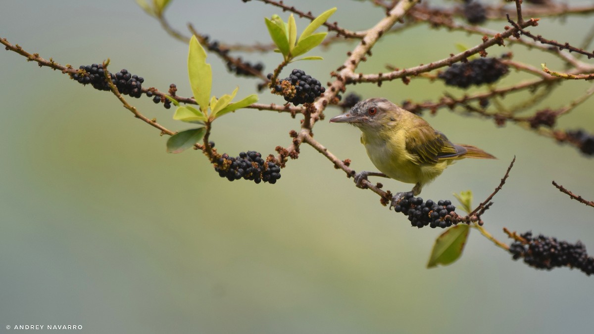 Yellow-green Vireo - ML622189625