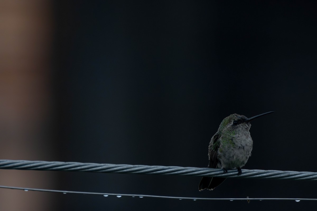 Anna's Hummingbird - ML622189626