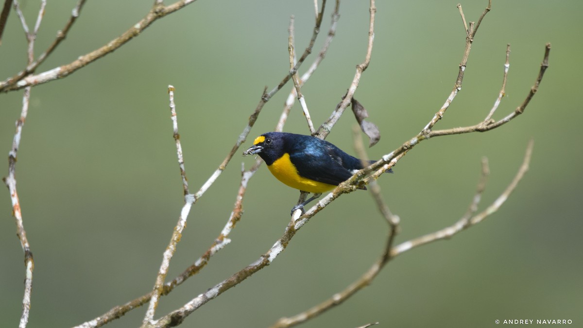 White-vented Euphonia - Andrey Navarro Brenes