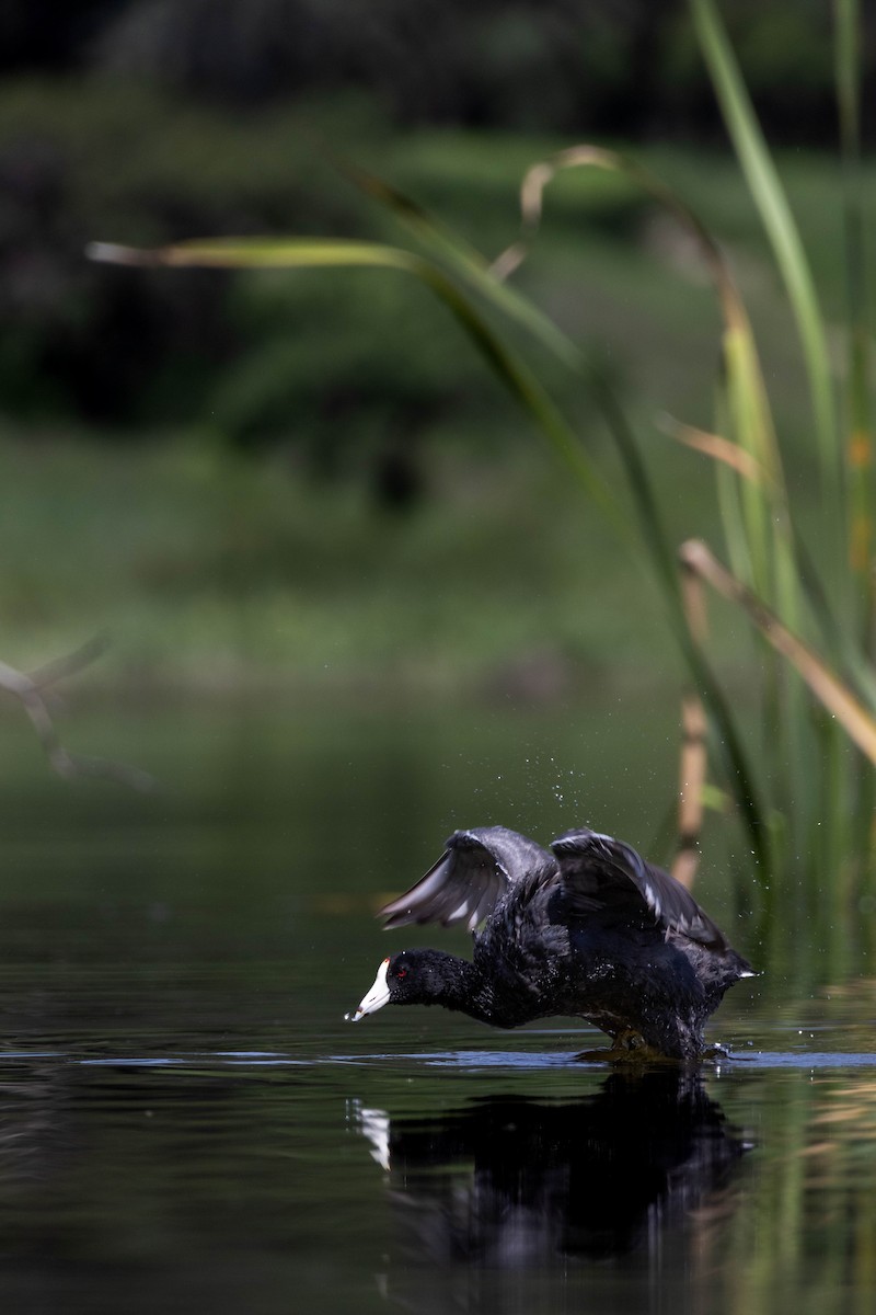 American Coot - ML622189635